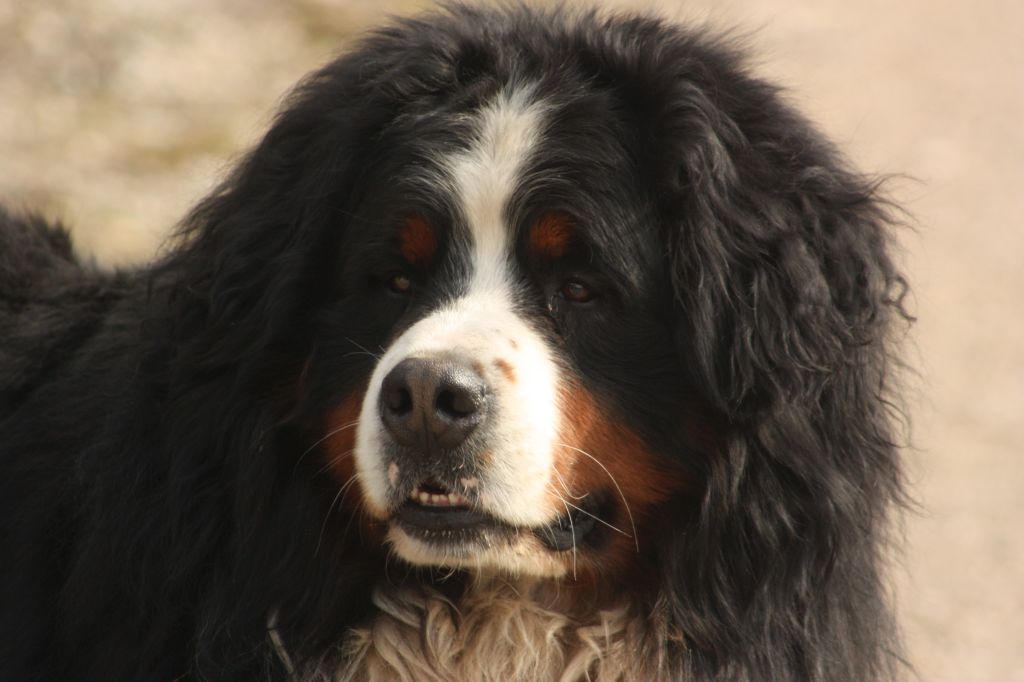 Gallery for w-litter-bernese