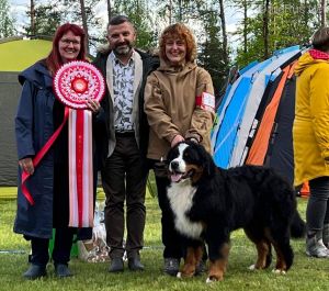 Gallery for w-litter-bernese