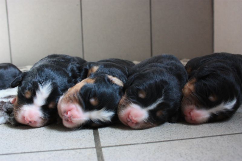Gallery for n-litter-bernese