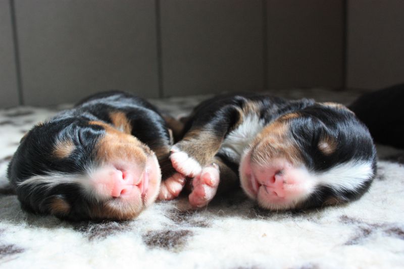 Gallery for n-litter-bernese