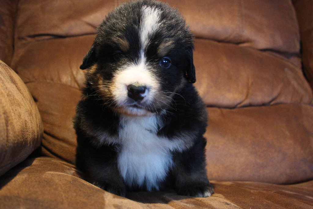Gallery for e2-litter-bernese