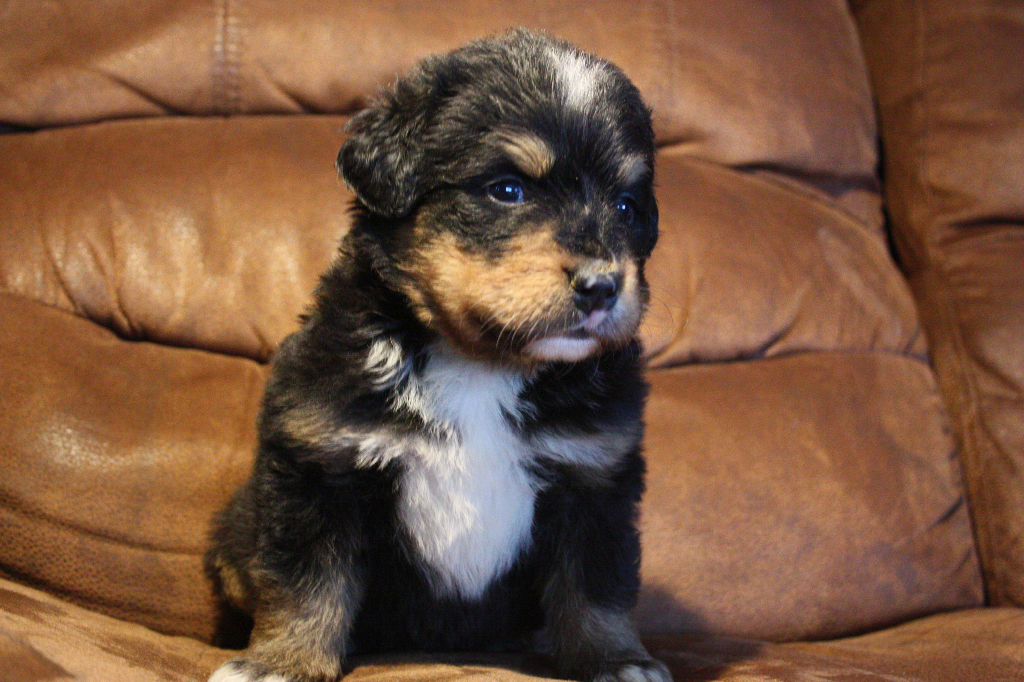 Gallery for e2-litter-bernese