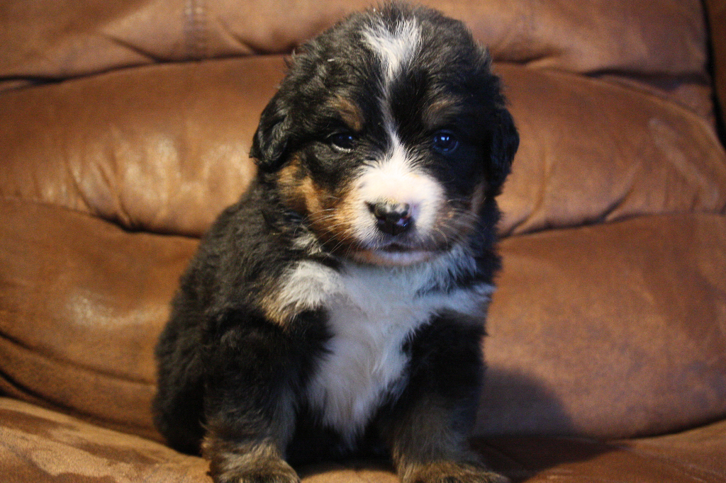 Gallery for e2-litter-bernese