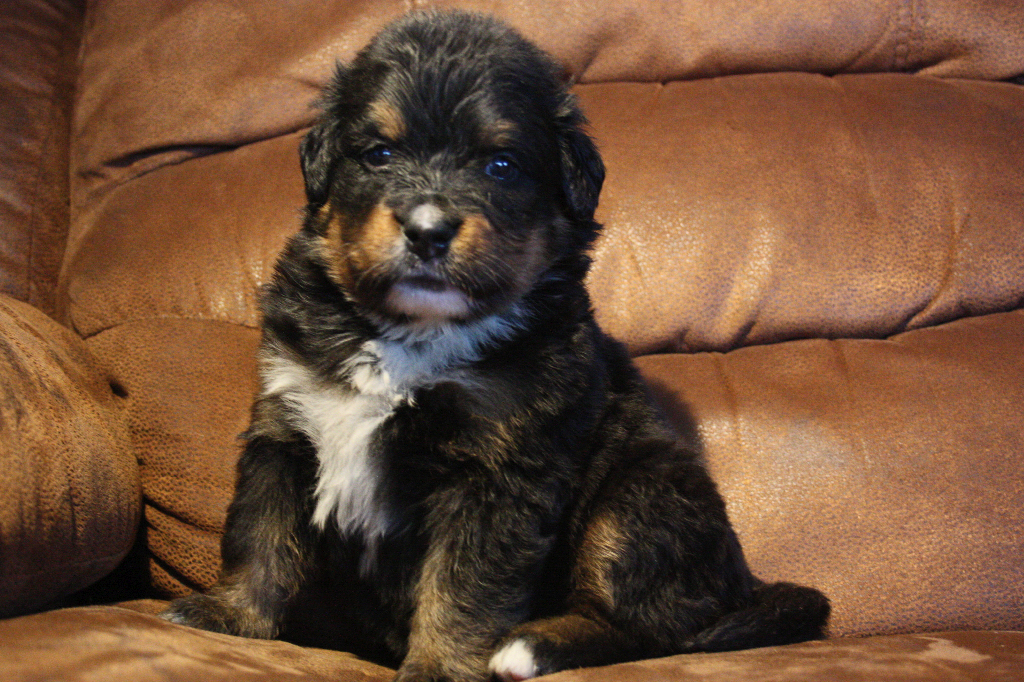 Gallery for e2-litter-bernese