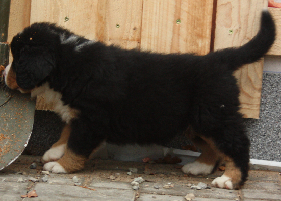 Gallery for d2-litter-bernese