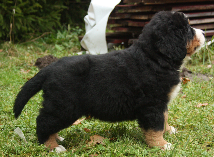 Gallery for d2-litter-bernese