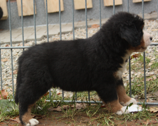 Gallery for d2-litter-bernese