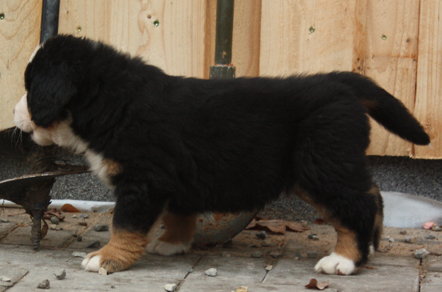 Gallery for d2-litter-bernese