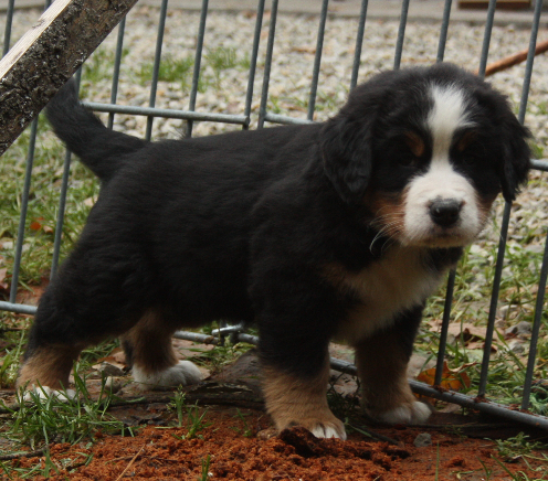 Gallery for d2-litter-bernese