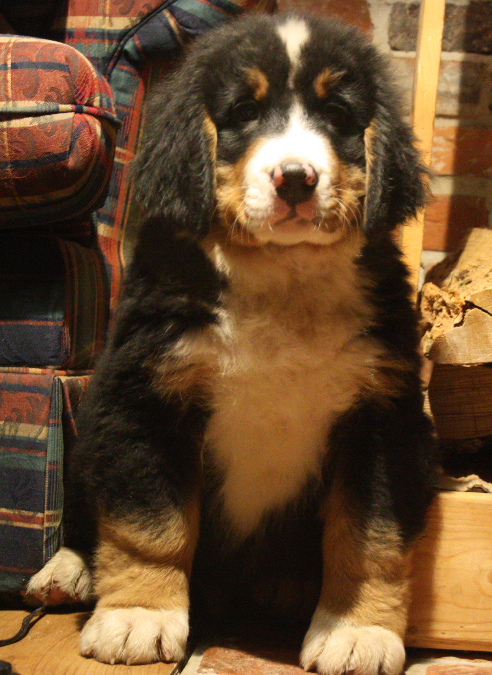 Gallery for d2-litter-bernese
