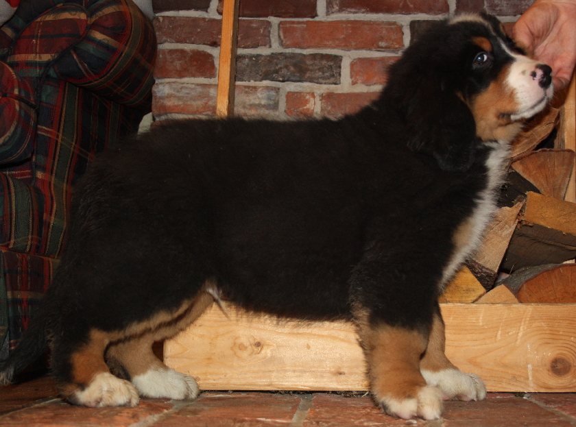 Gallery for d2-litter-bernese
