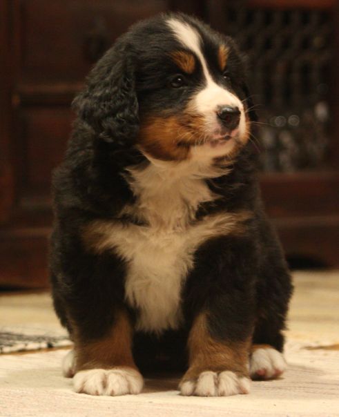 Gallery for w-litter-bernese