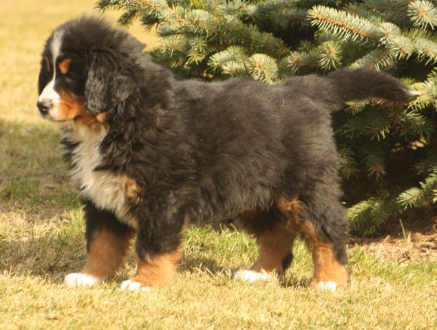 Gallery for w-litter-bernese