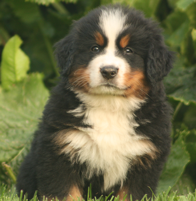 Gallery for s2-litter-bernese