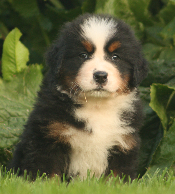 Gallery for s2-litter-bernese