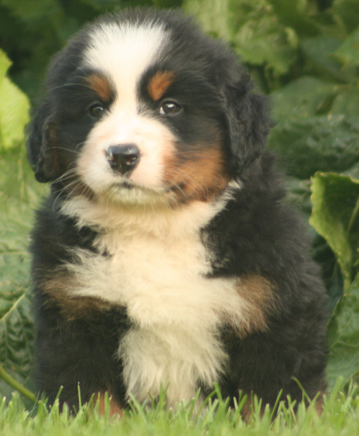 Gallery for s2-litter-bernese