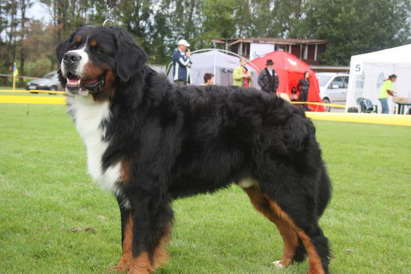 Gallery for e2-litter-bernese