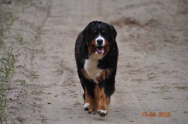 Gallery for e2-litter-bernese