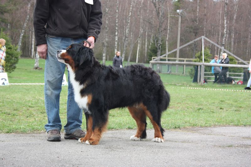 Gallery for e2-litter-bernese