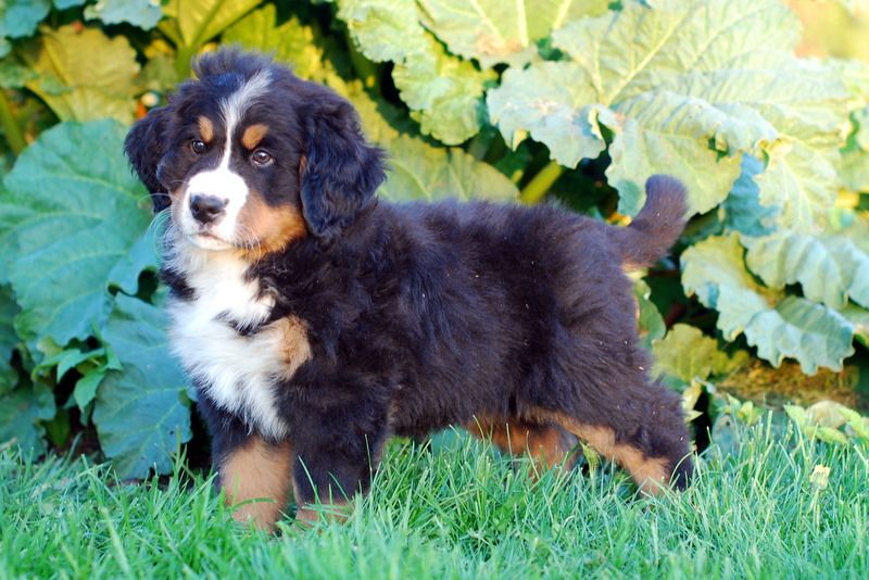 Gallery for e2-litter-bernese