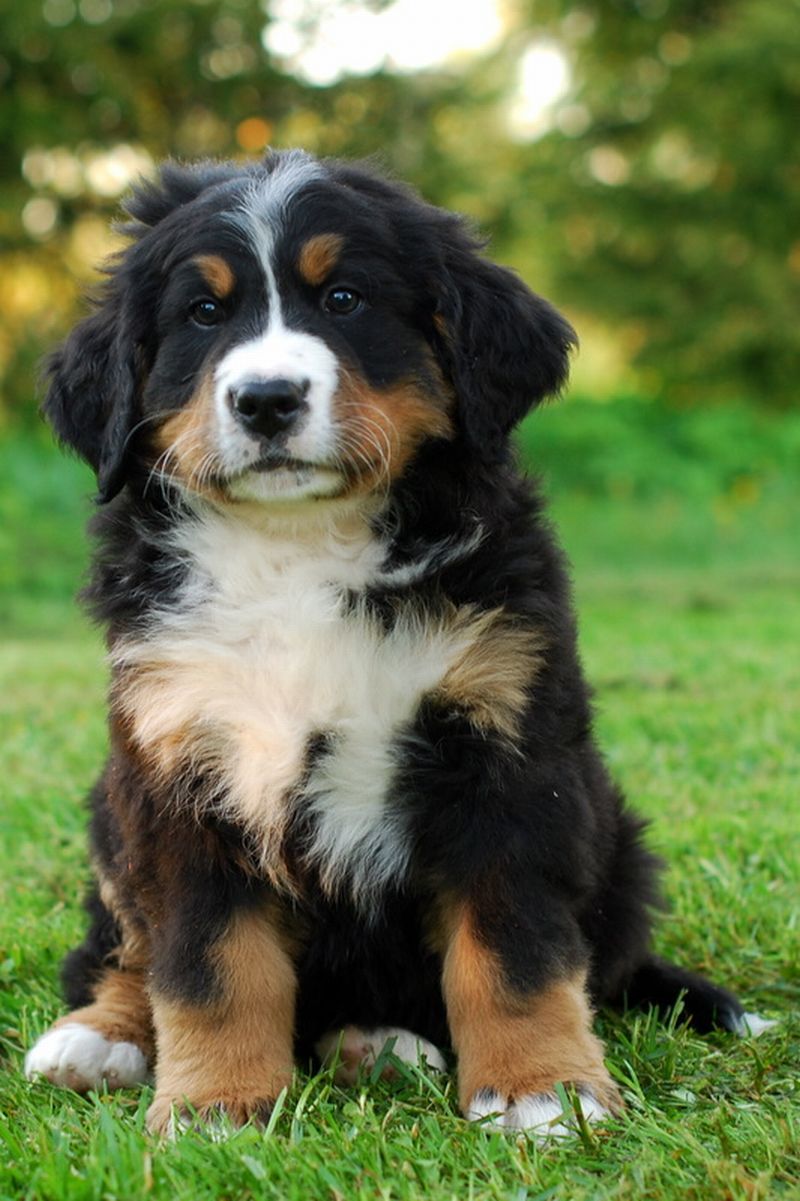 Gallery for e2-litter-bernese