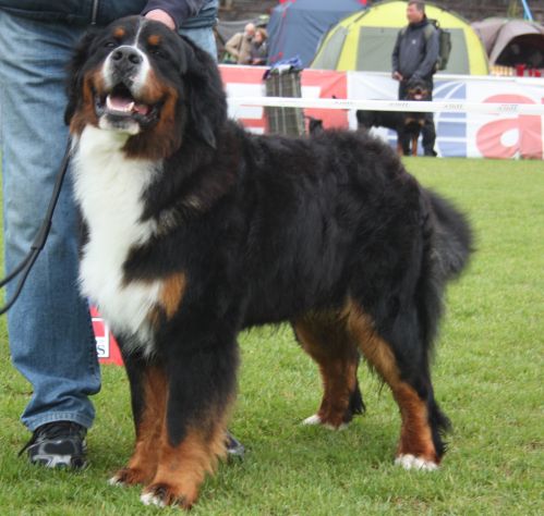 Gallery for e2-litter-bernese