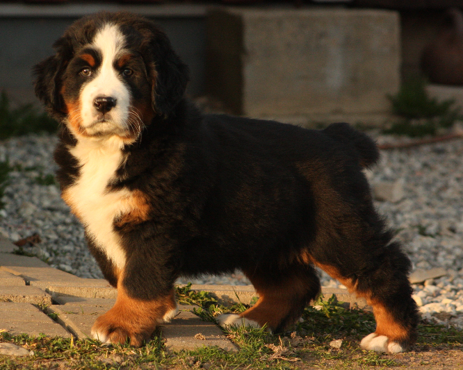 Gallery for n2-litter-bernese
