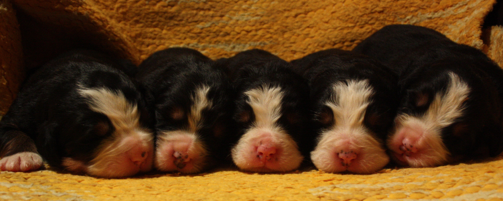 Gallery for j2-litter-bernese