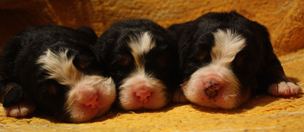 Gallery for j2-litter-bernese