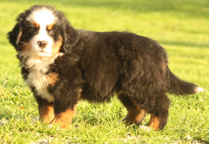 Gallery for s2-litter-bernese