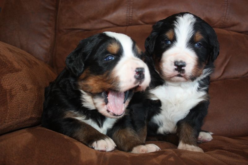 Gallery for t-litter-bernese