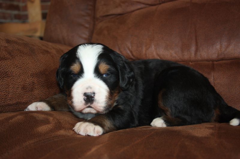 Gallery for t-litter-bernese