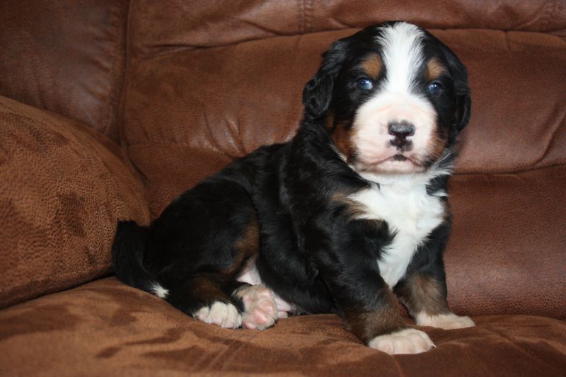 Gallery for t-litter-bernese