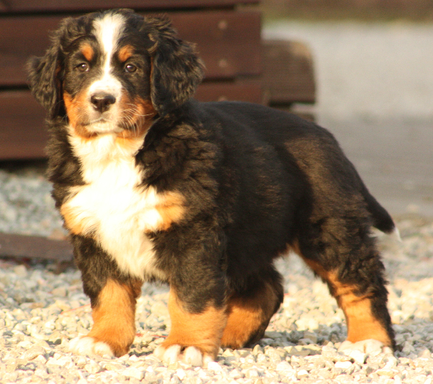 Gallery for n2-litter-bernese