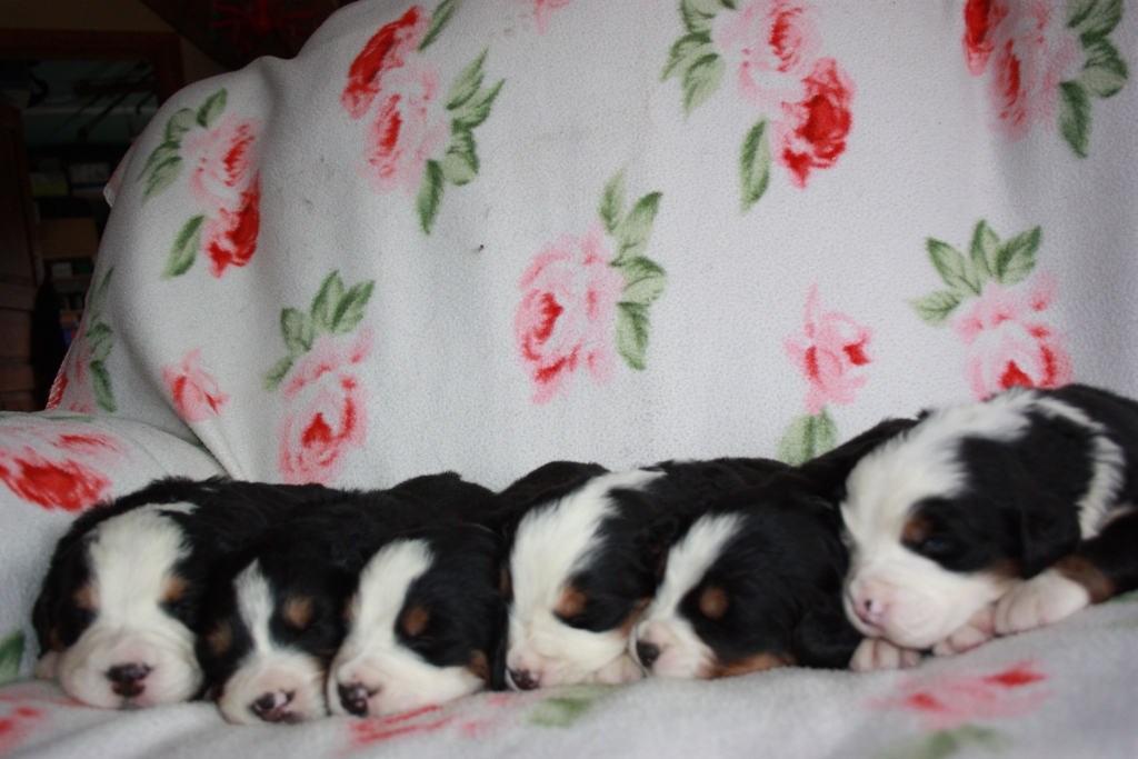 Gallery for v-litter-bernese