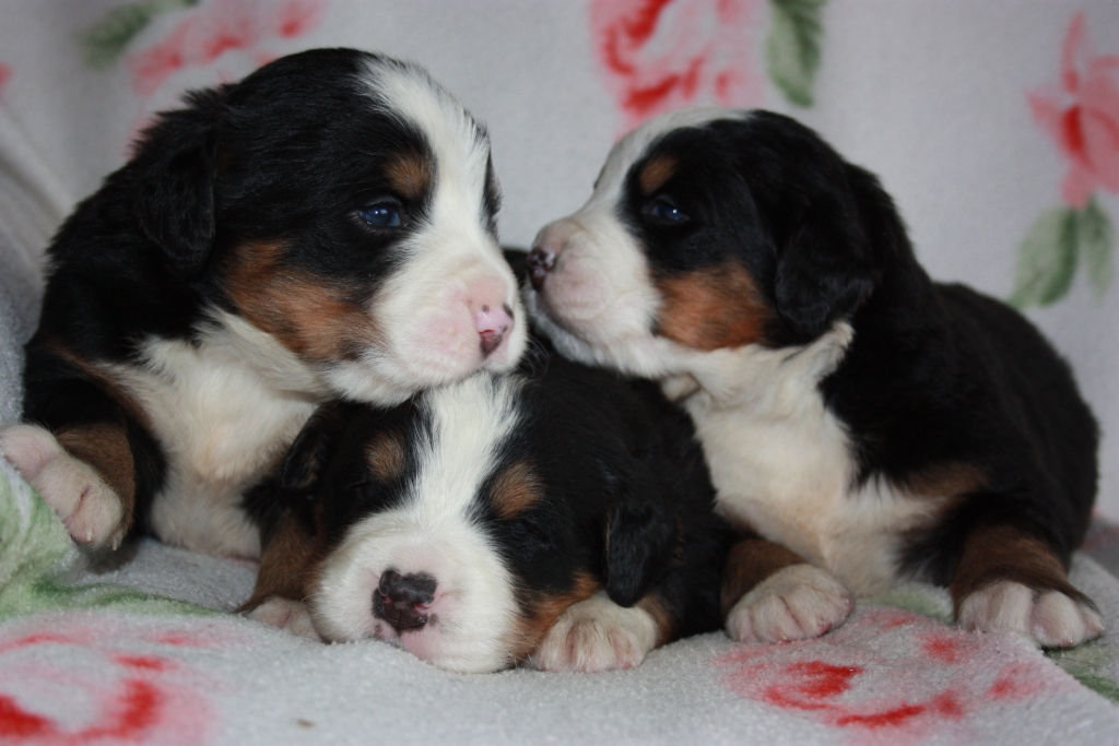 Gallery for v-litter-bernese