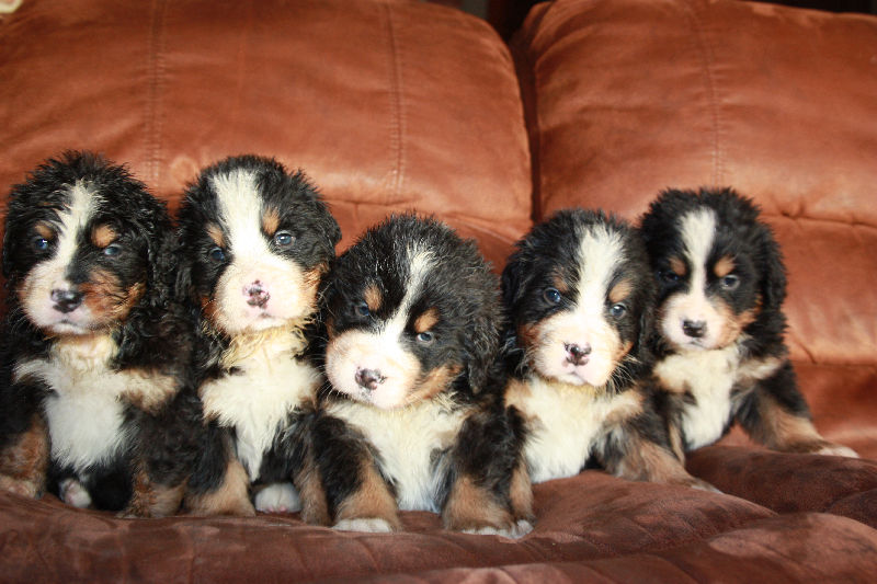 Gallery for a2-litter-bernese