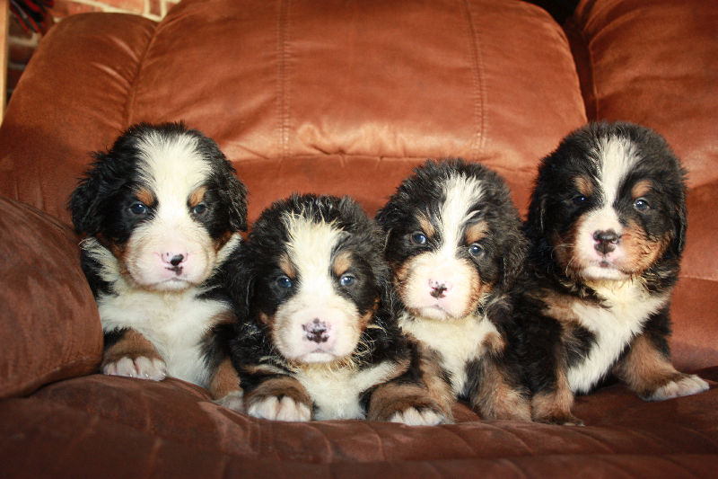 Gallery for a2-litter-bernese