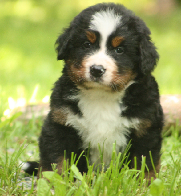 Gallery for s2-litter-bernese