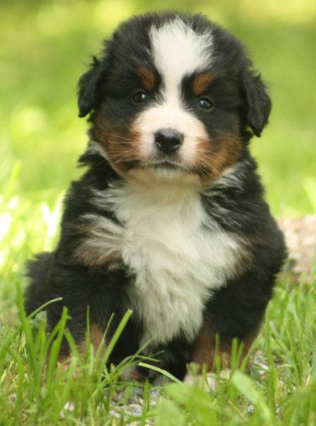 Gallery for s2-litter-bernese