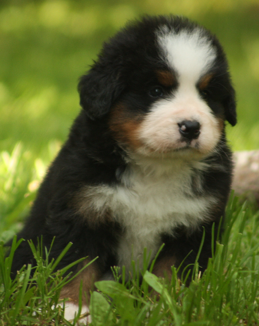 Gallery for s2-litter-bernese