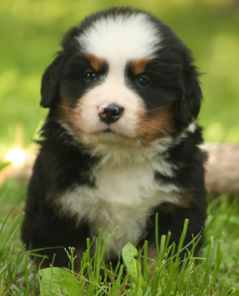 Gallery for s2-litter-bernese
