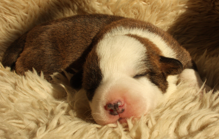 Gallery for o2-litter-cardigan
