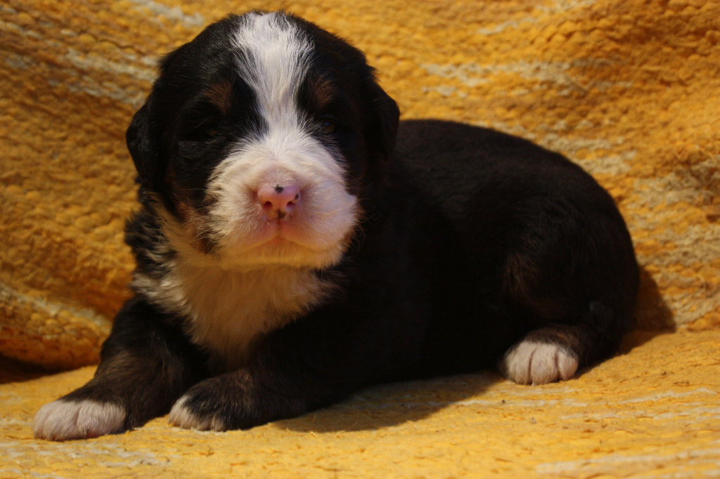 Gallery for j2-litter-bernese