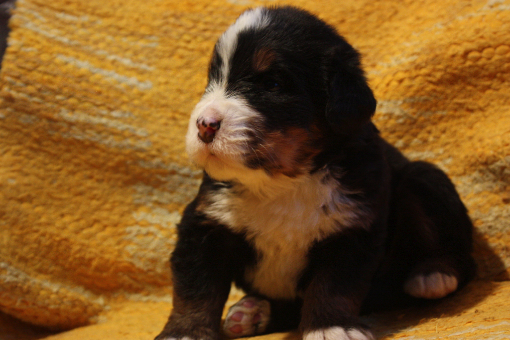 Gallery for j2-litter-bernese