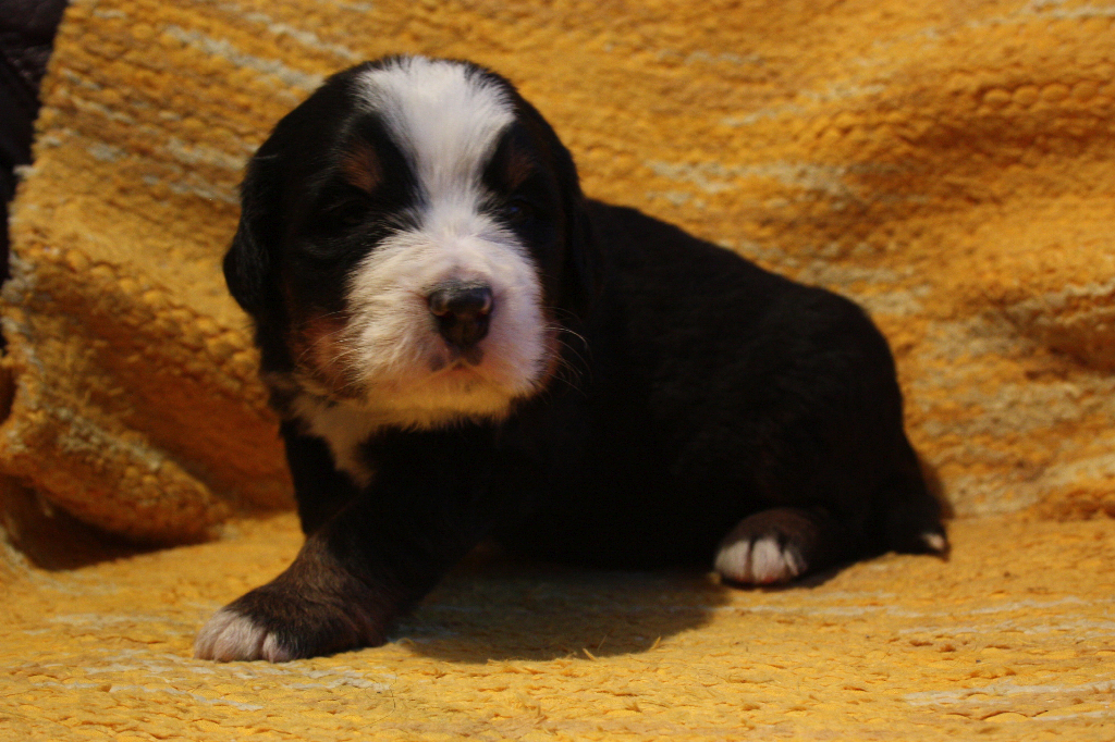 Gallery for j2-litter-bernese