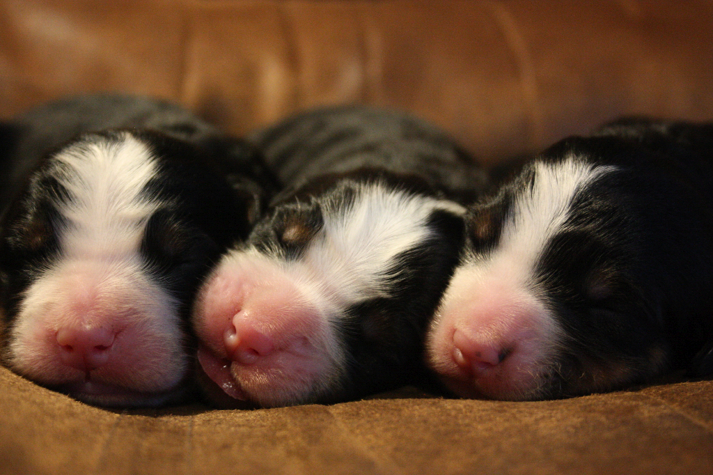 Gallery for i2-litter-bernese