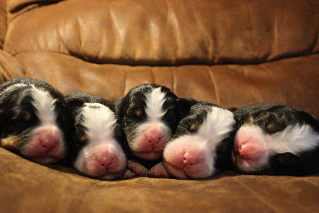 Gallery for i2-litter-bernese