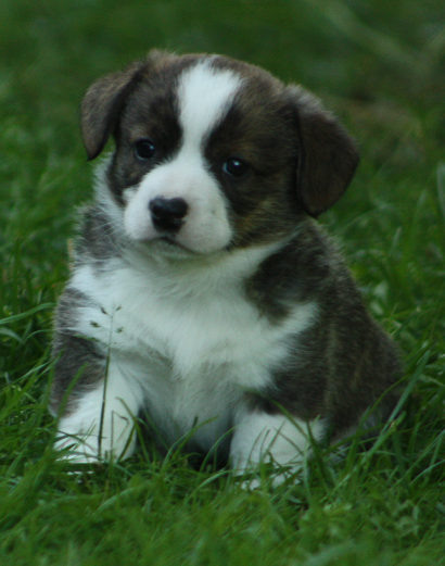 Gallery for o2-litter-cardigan