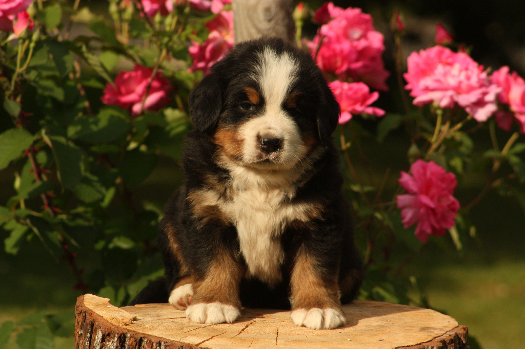 Gallery for p2-litter-bernese
